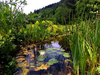 Ein Teich wie er im Buche steht