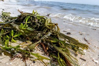 Seegras an der Ostsee
