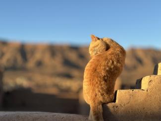 Katze in Tamnougalt