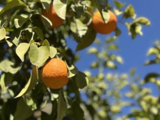 Orangen versüßen den Arbeitstag