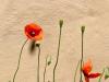 Lehm ist Natur, Lehm ist Leben